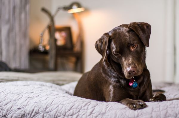 Chien de détection de punaises de lit : un service essentiel à paris